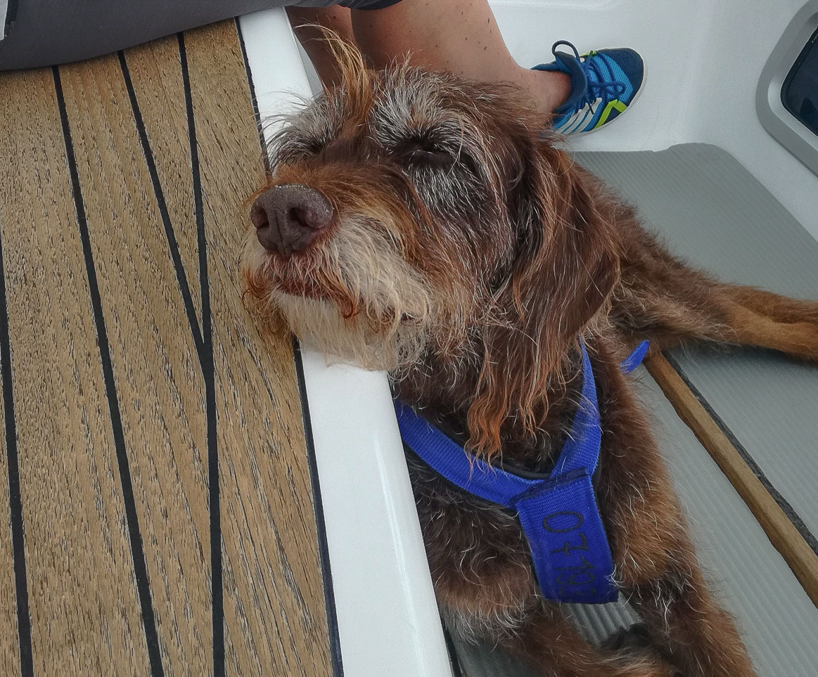Hund an Bord